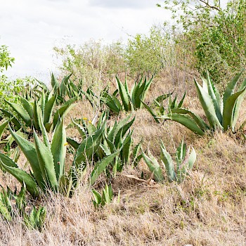 Dry Tailing Stack Reforested